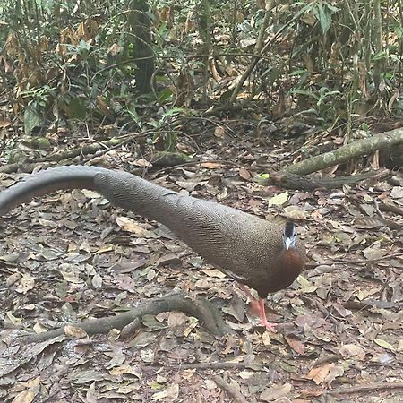 فندق Umiyuki Jungle Tour Only Treking With As بوكيت لاوانج المظهر الخارجي الصورة