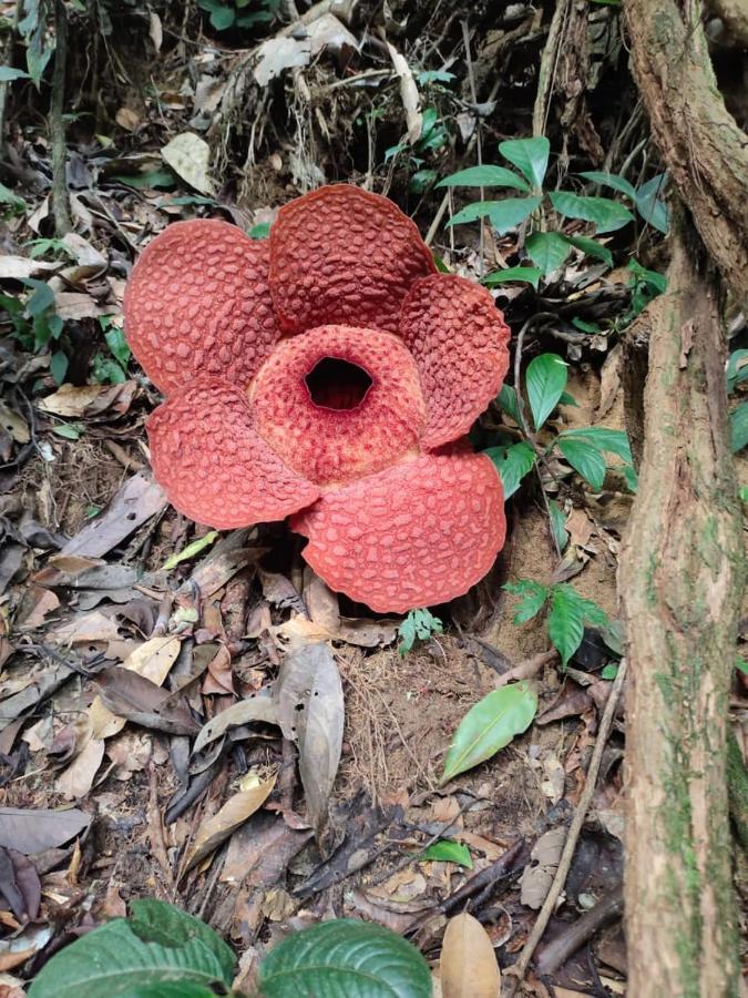 فندق Umiyuki Jungle Tour Only Treking With As بوكيت لاوانج المظهر الخارجي الصورة