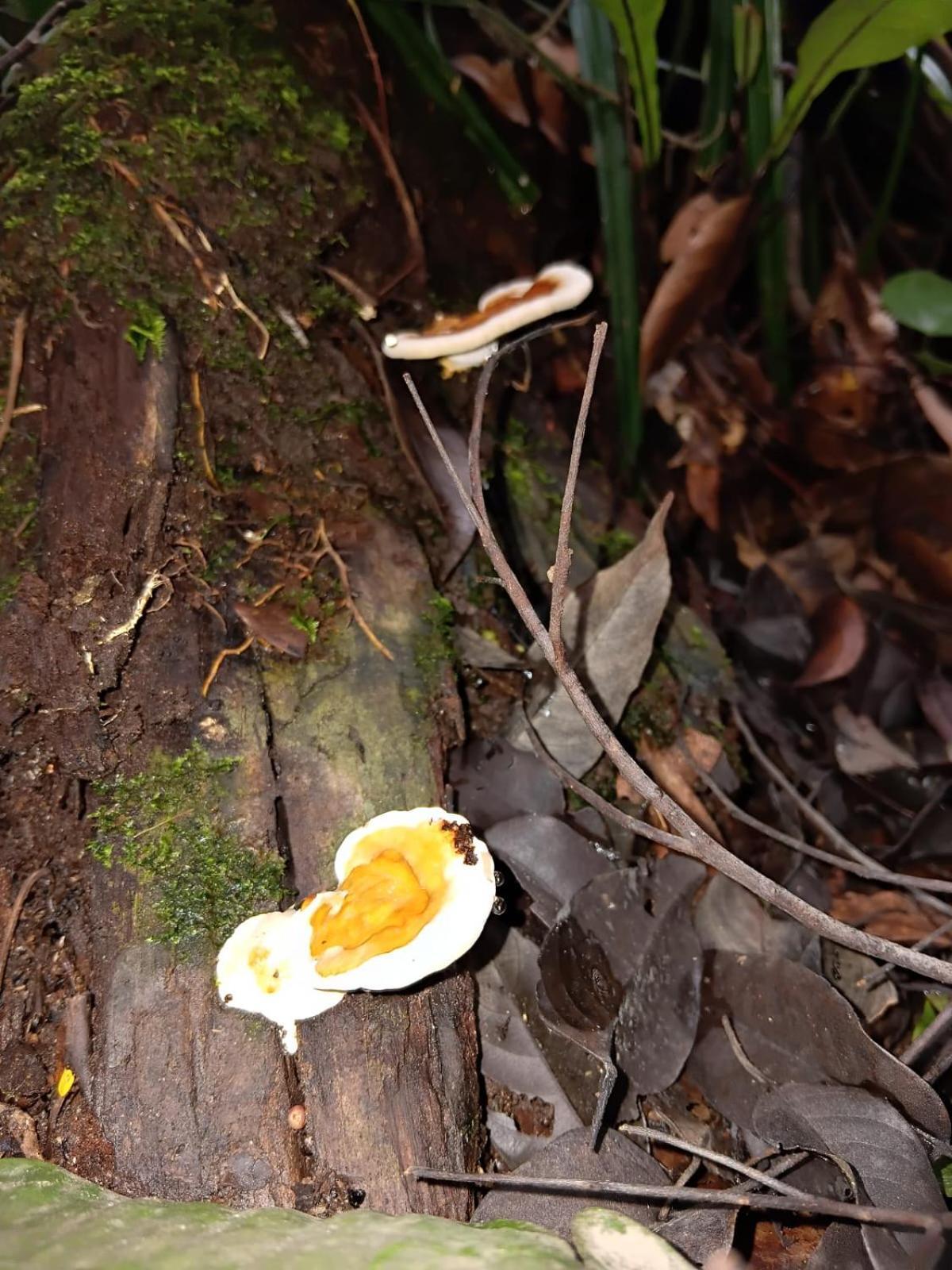 فندق Umiyuki Jungle Tour Only Treking With As بوكيت لاوانج المظهر الخارجي الصورة