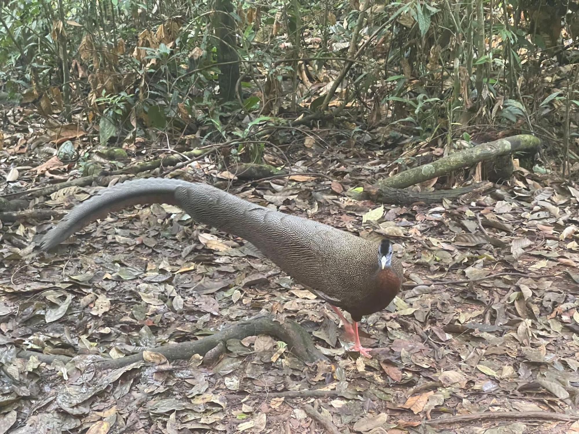 فندق Umiyuki Jungle Tour Only Treking With As بوكيت لاوانج المظهر الخارجي الصورة