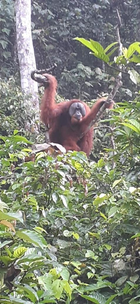 فندق Umiyuki Jungle Tour Only Treking With As بوكيت لاوانج المظهر الخارجي الصورة
