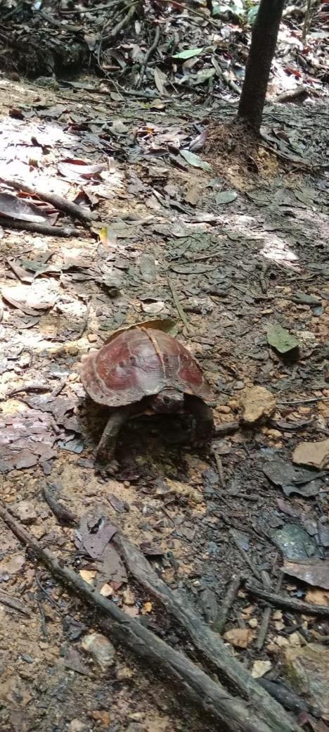 فندق Umiyuki Jungle Tour Only Treking With As بوكيت لاوانج المظهر الخارجي الصورة