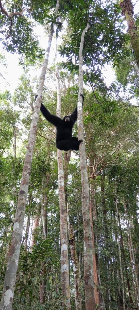 فندق Umiyuki Jungle Tour Only Treking With As بوكيت لاوانج المظهر الخارجي الصورة