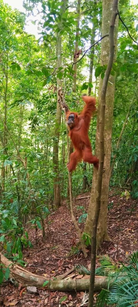فندق Umiyuki Jungle Tour Only Treking With As بوكيت لاوانج المظهر الخارجي الصورة